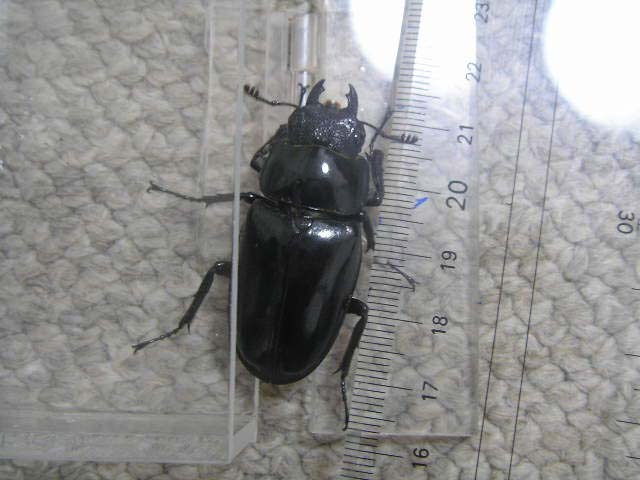 何クワガタのメスでしょうか？ : 昆虫ブログ むし探検広場