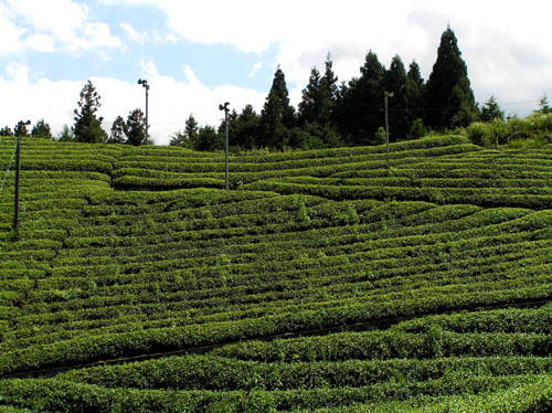 宇治田原 茶畑_e0048413_15272871.jpg