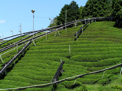 宇治田原 茶畑_e0048413_1527454.jpg