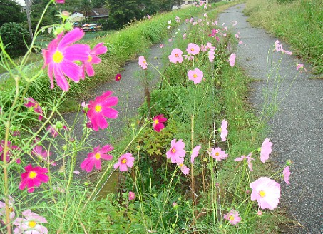 c0000718_16431589.jpg