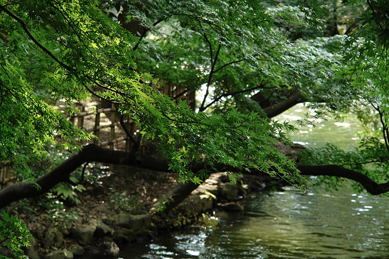 洗足池風景編（DSC-R1）_f0113518_20261412.jpg