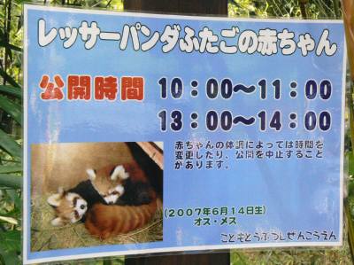 埼玉ZOOの赤ちゃんレッサーパンダ公開！_d0072521_2226295.jpg