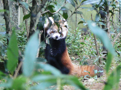 埼玉ZOOの赤ちゃんレッサーパンダ公開！_d0072521_22393525.jpg