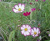 e0018024_23377.jpg