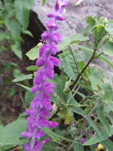 a0054240_2132230.jpg