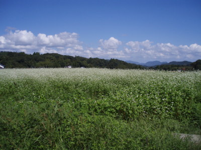 d0042157_2324261.jpg