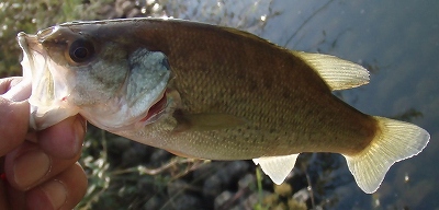 f0073059_18335112.jpg