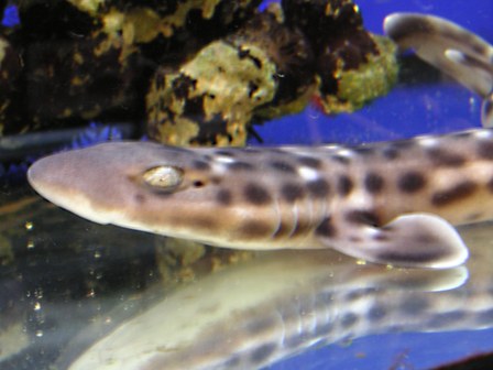 鮫 リミックスナゴヤドーム前店海水魚コーナー