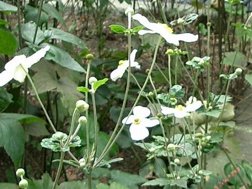 シュウメイギク(秋明菊)_c0085874_1824940.jpg