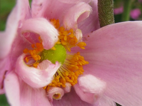 シュウメイギク(秋明菊)_c0085874_1845867.jpg