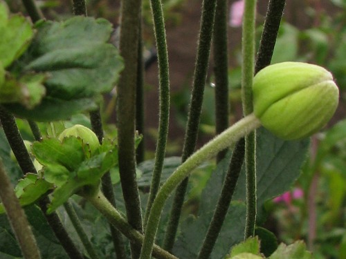 シュウメイギク(秋明菊)_c0085874_186361.jpg