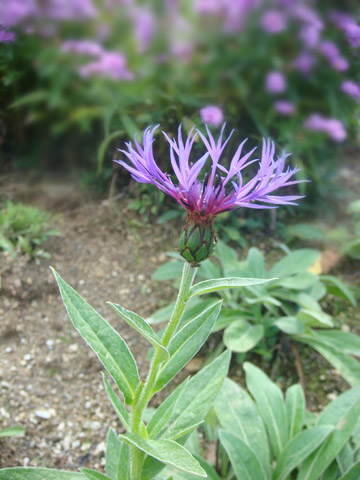f0146493_10252658.jpg