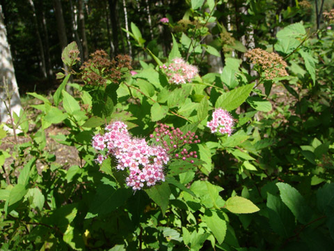 f0146493_10254694.jpg