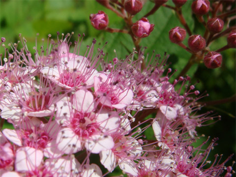 f0146493_1026287.jpg