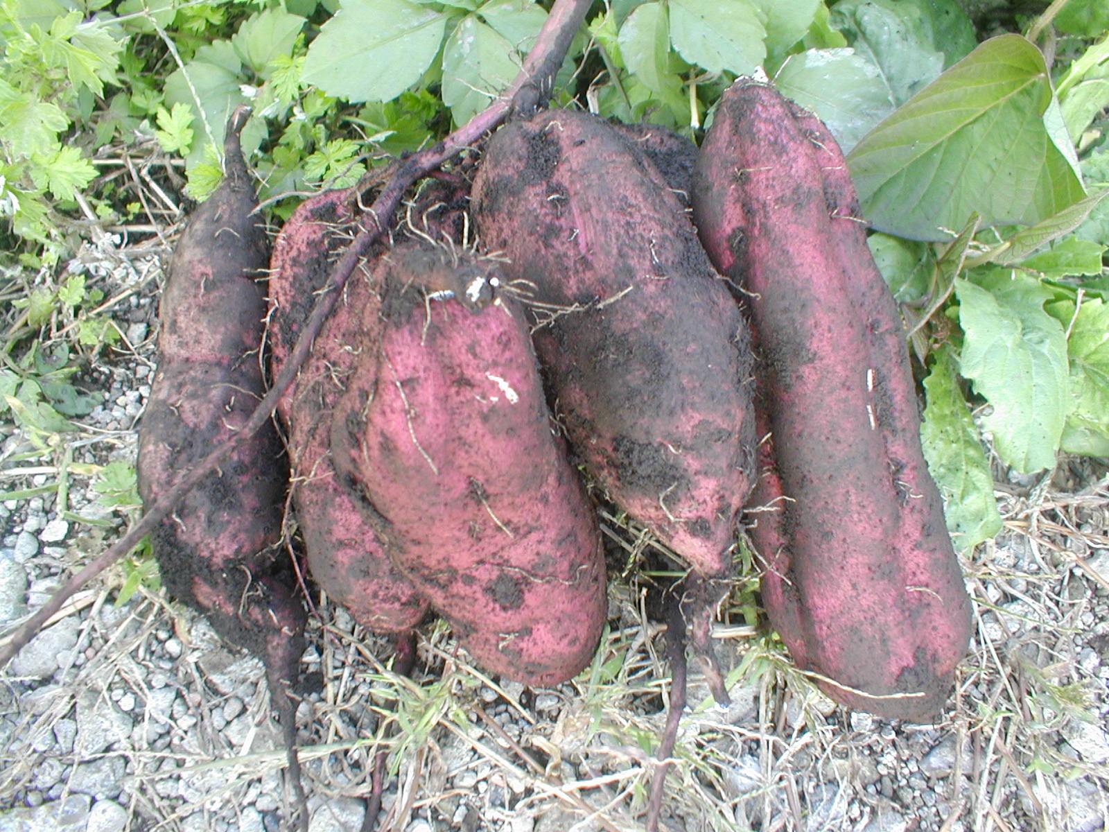 e0116694_23501038.jpg