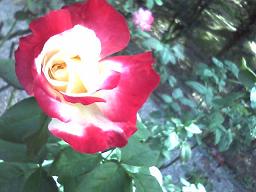 c0088395_14335746.jpg
