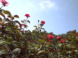c0088395_14375559.jpg
