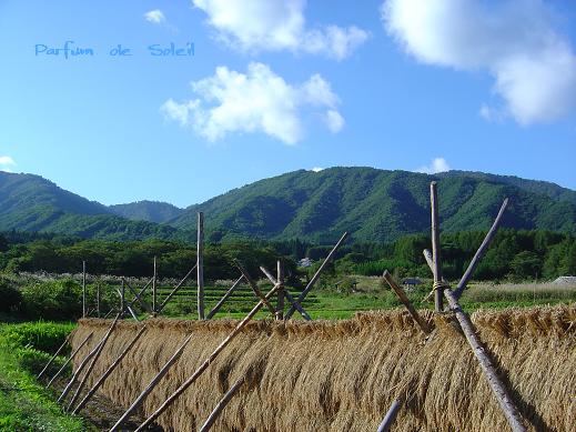 d0087503_1425529.jpg