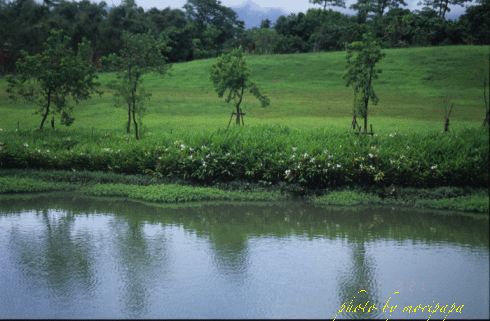 a0094711_22404385.gif