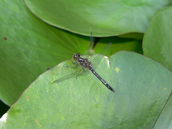 e0002314_15343385.jpg