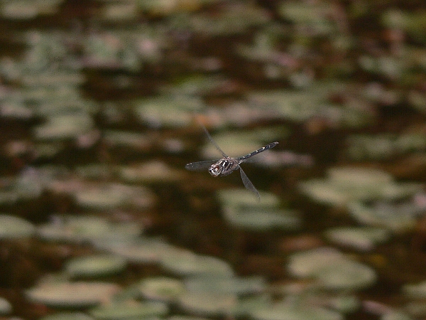 e0002314_15344328.jpg