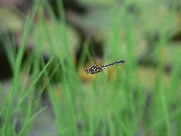 e0002314_15354435.jpg