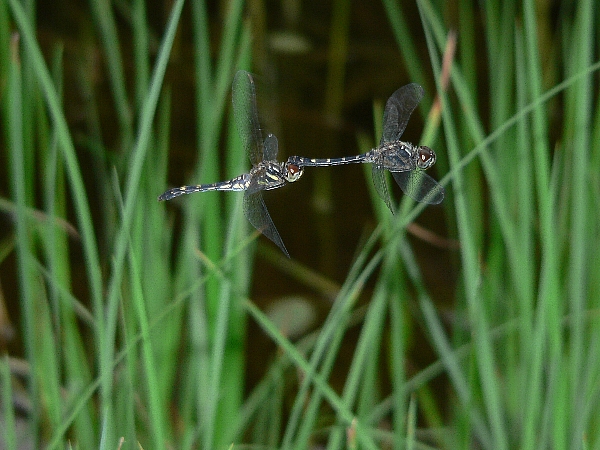 e0002314_15363076.jpg