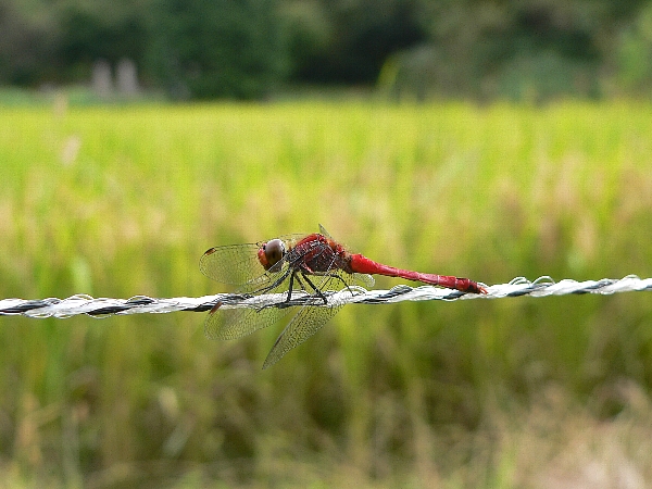 e0002314_15372085.jpg