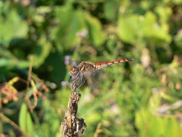 e0002314_15373780.jpg