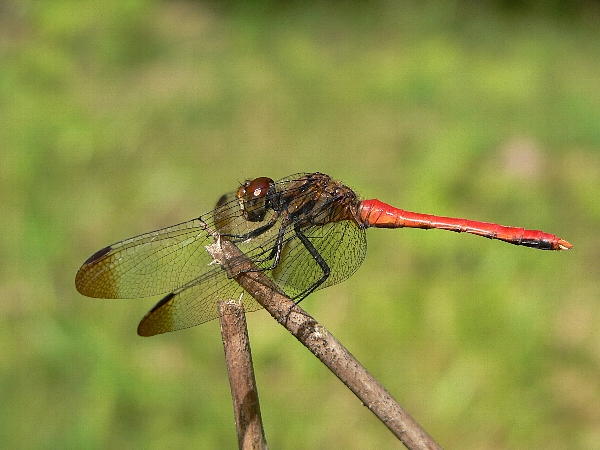 e0002314_15394510.jpg