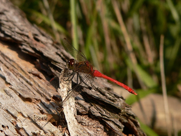 e0002314_1540207.jpg