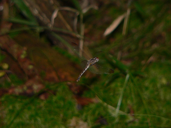 e0002314_1540349.jpg