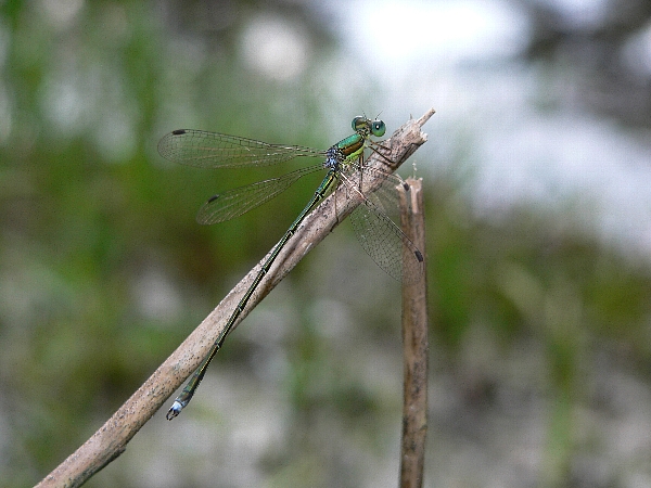 e0002314_15433218.jpg