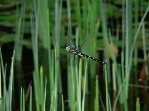 e0002314_15443435.jpg