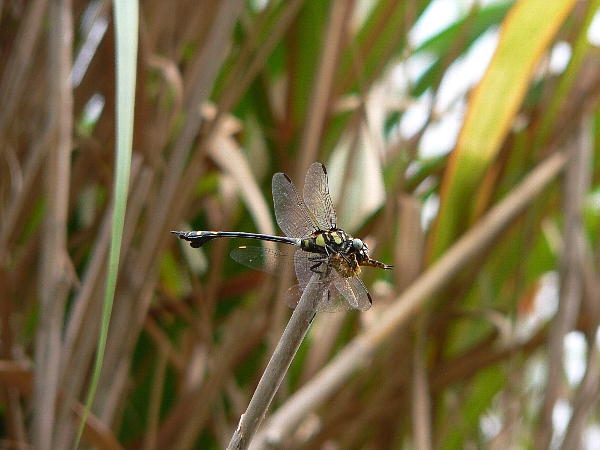 福岡地区　池散策　迷アカネを探す_e0002314_15593928.jpg