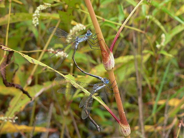 福岡地区　池散策　迷アカネを探す_e0002314_15595952.jpg