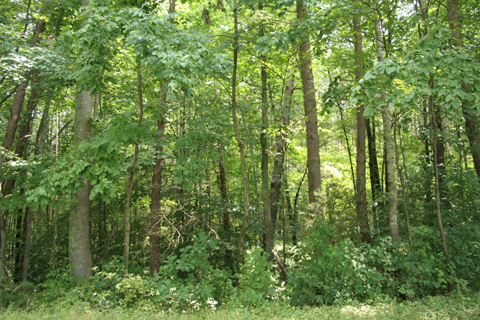 Fredericksburg and Spotsylvania National Military Park_a0097322_10462387.jpg