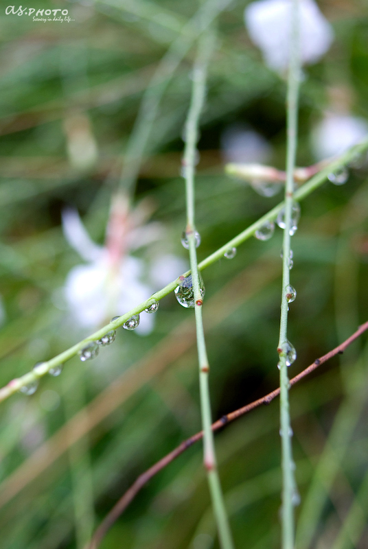 雨上がり_c0126428_23442385.jpg