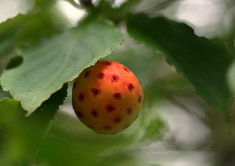 ヤマボウシ 花言葉は 友情 ハロ ポッチ