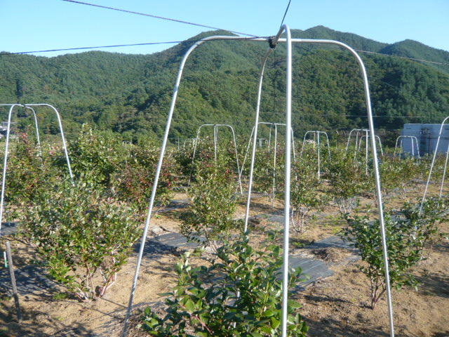 「たけちゃんFarm」伺ってきました~♪_b0077531_23585149.jpg