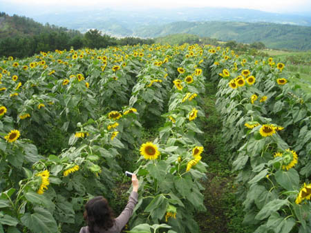 花から花へ_c0021032_2021219.jpg