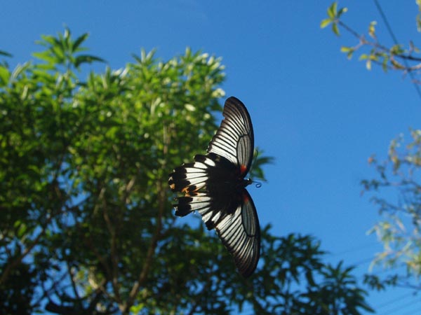 c0045352_1554343.jpg