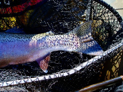 c0097652_16283413.jpg