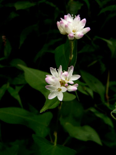 d0091754_2310078.jpg