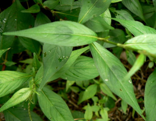 d0091754_2352073.jpg