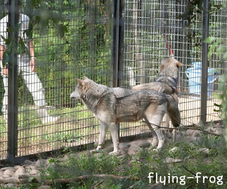 久々の動物園_d0114858_13423246.jpg