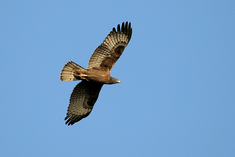 鷹渡り観察－Ⅲ ハチクマ暗色型幼鳥_f0132959_1936374.jpg