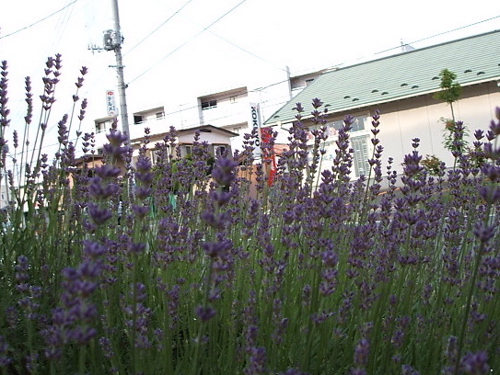 c0009461_8585859.jpg