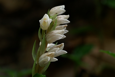 e0054067_8233161.jpg