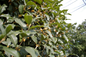 e0095468_2239220.jpg